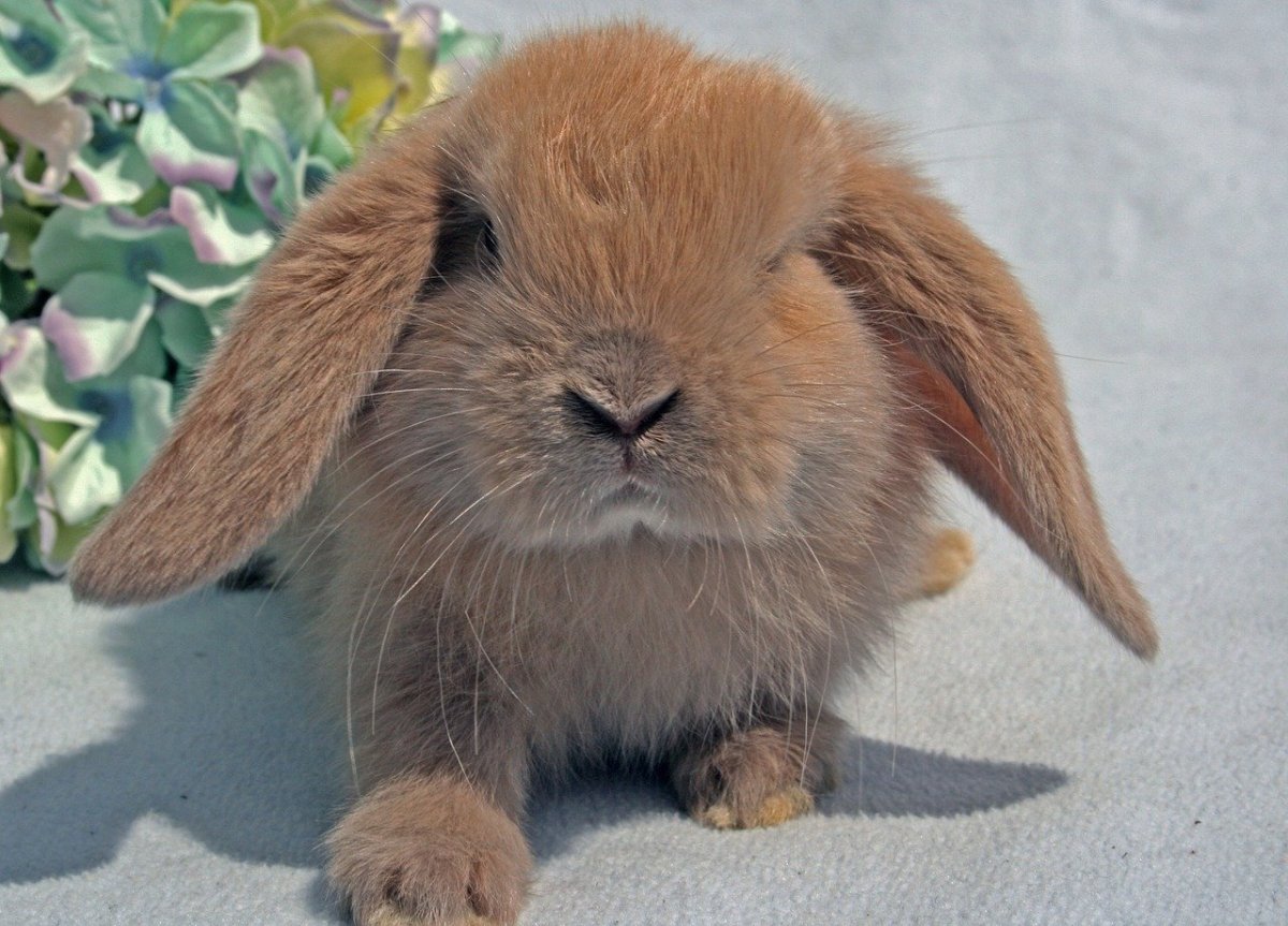 Голландский вислоухий кролик