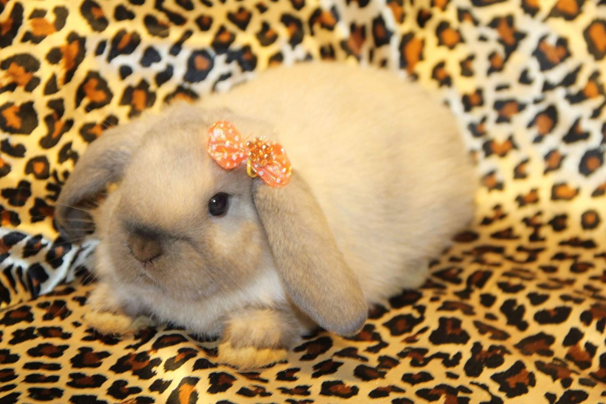 Карликовый баран вислоухий кролик