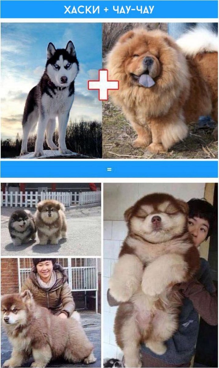 Смесь хаски и чау-чау