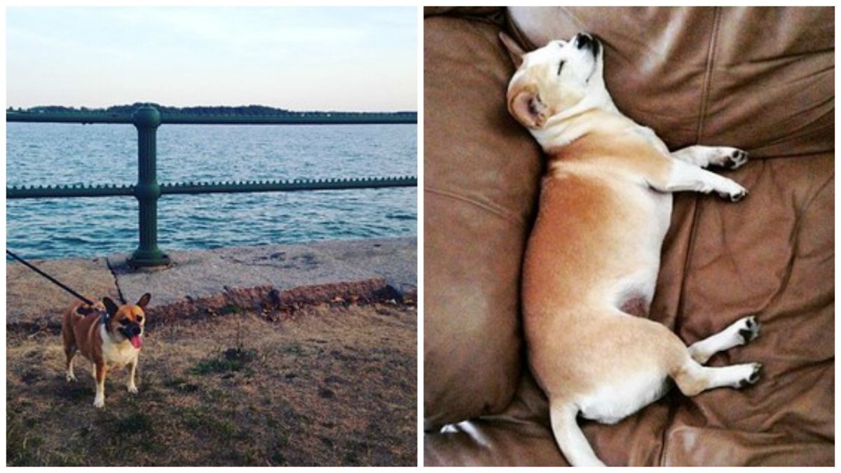 Шиба ину спит