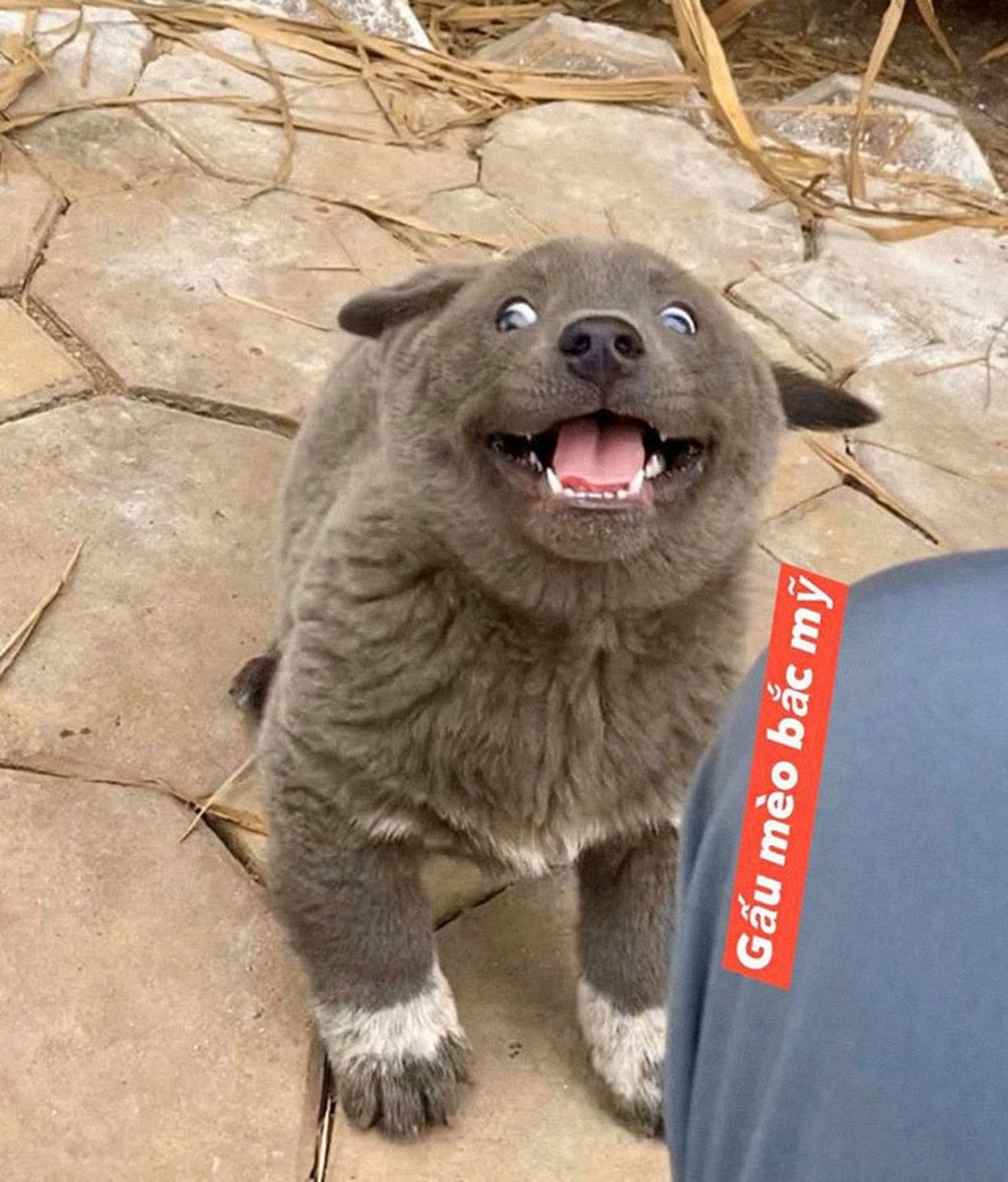 Кроссбридинг собак