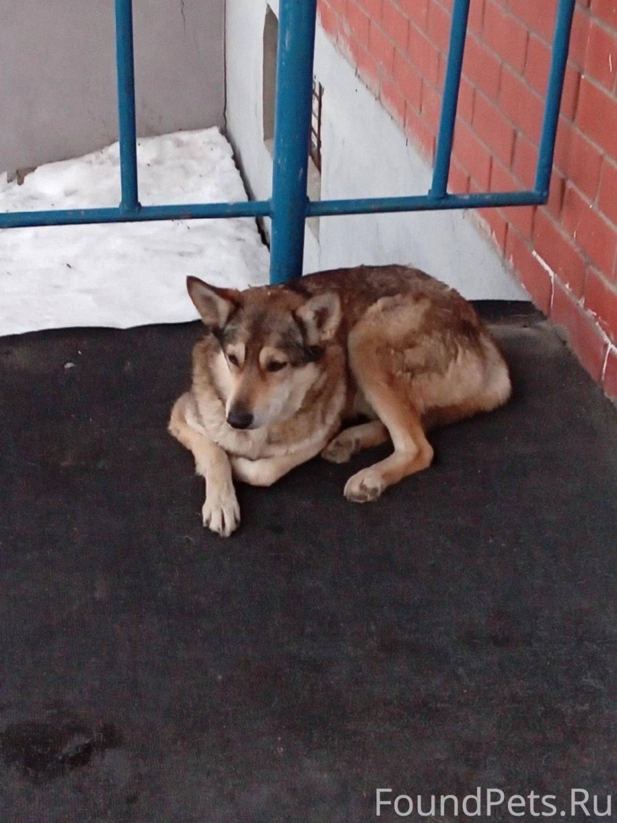 Смесь пород собак