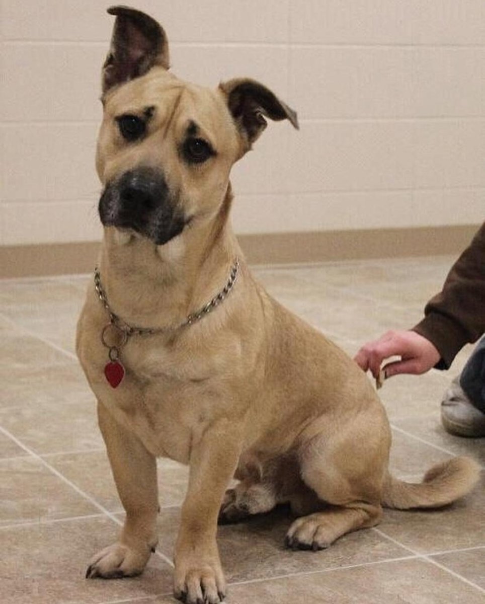 Куцехвостый хмонг Котопес