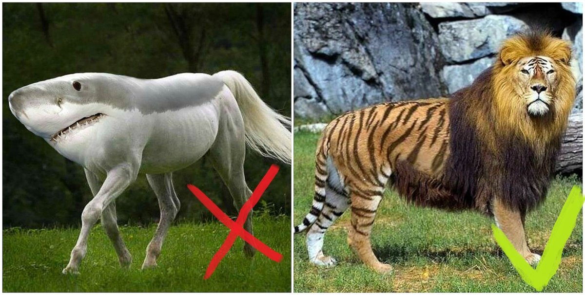 Австралийская овчарка + померанский шпиц