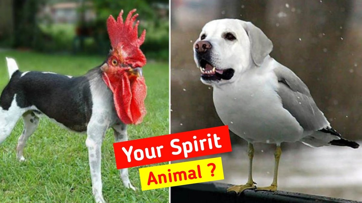 Метис таксы и питбуля