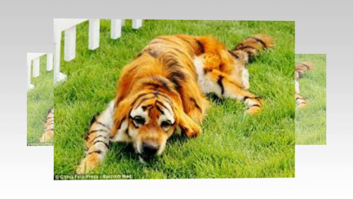 Помесь хаски и шпица