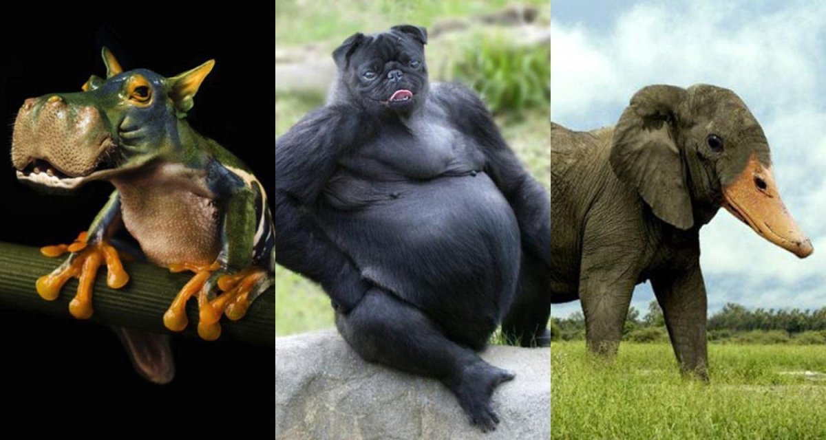 Смешные метисы собак