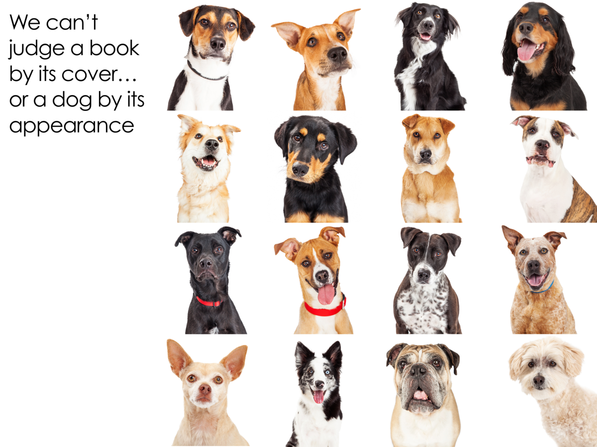 Помесь хаски и золотистого ретривера