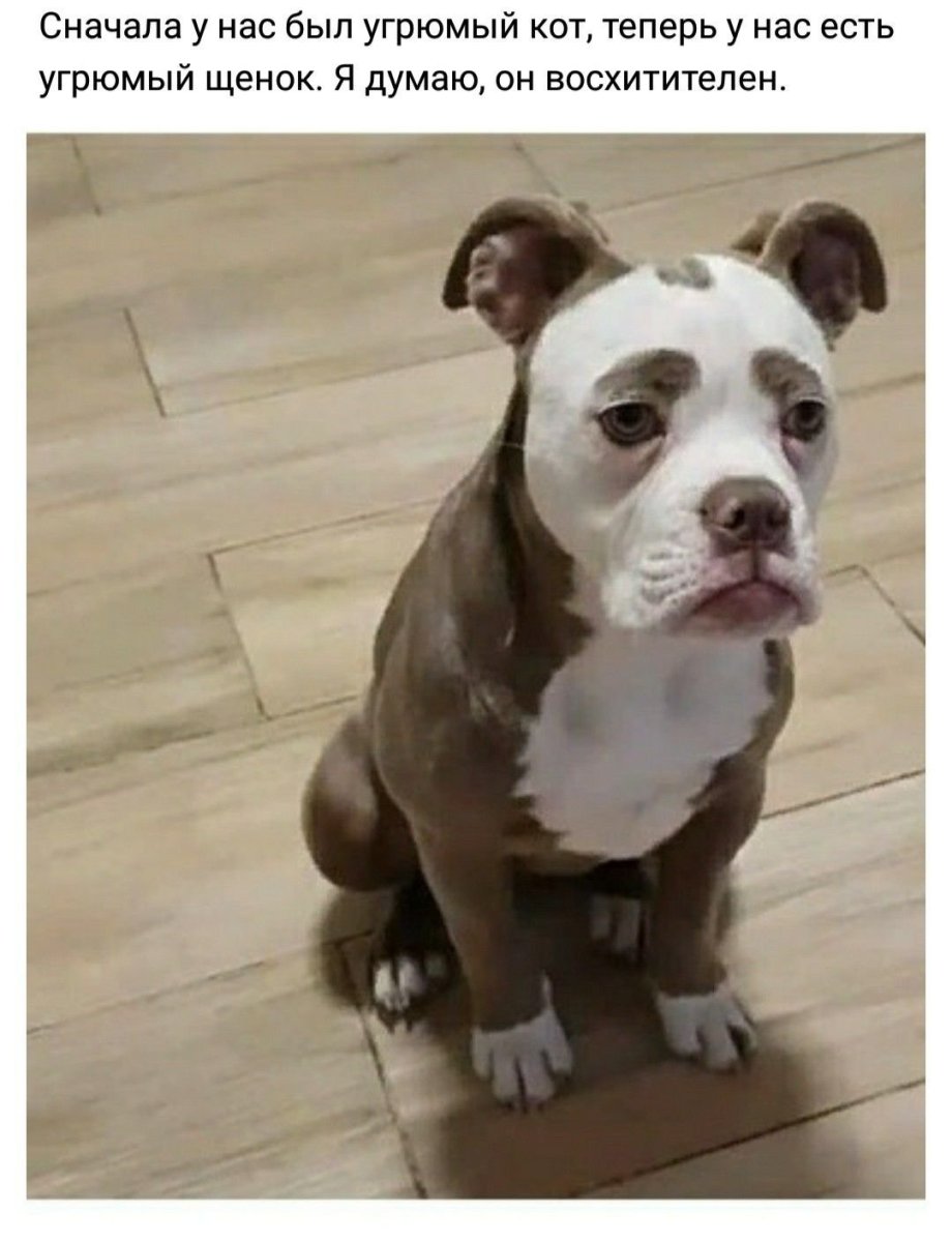 Помесь МОПСА И овчарки