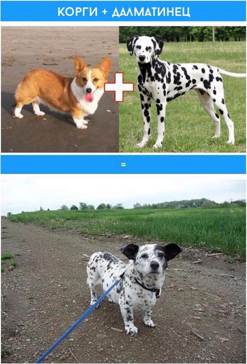 Корги Далматин