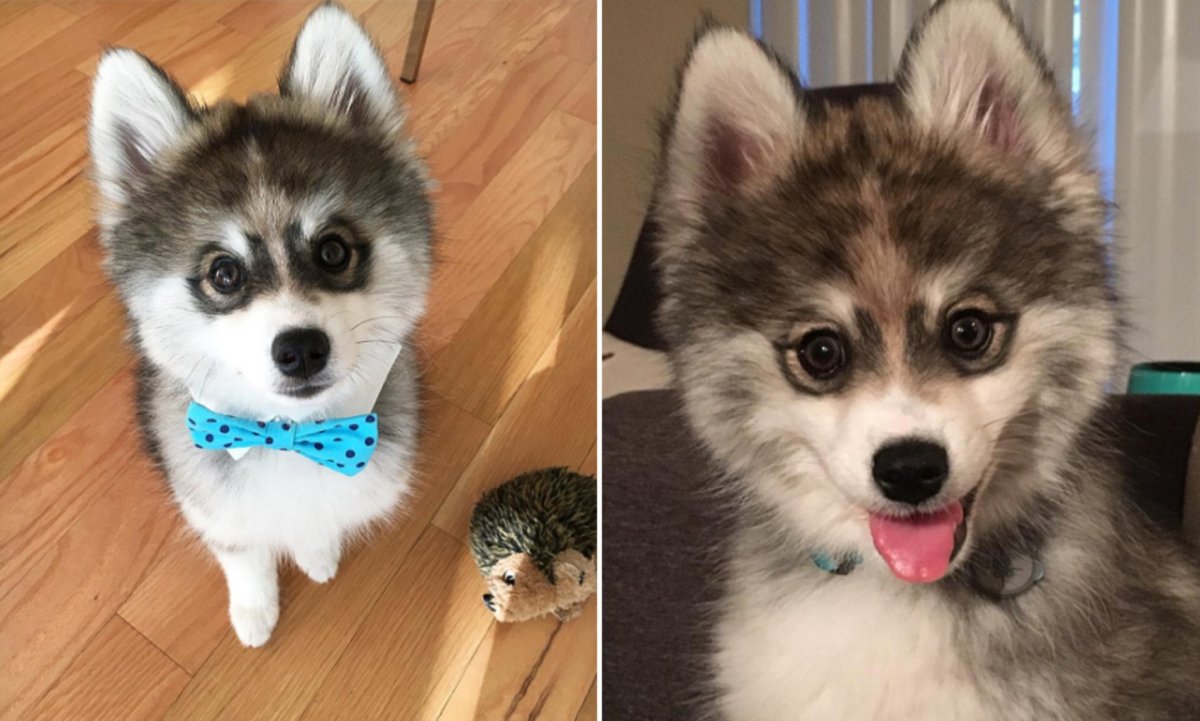 Собаки крупные коллаж