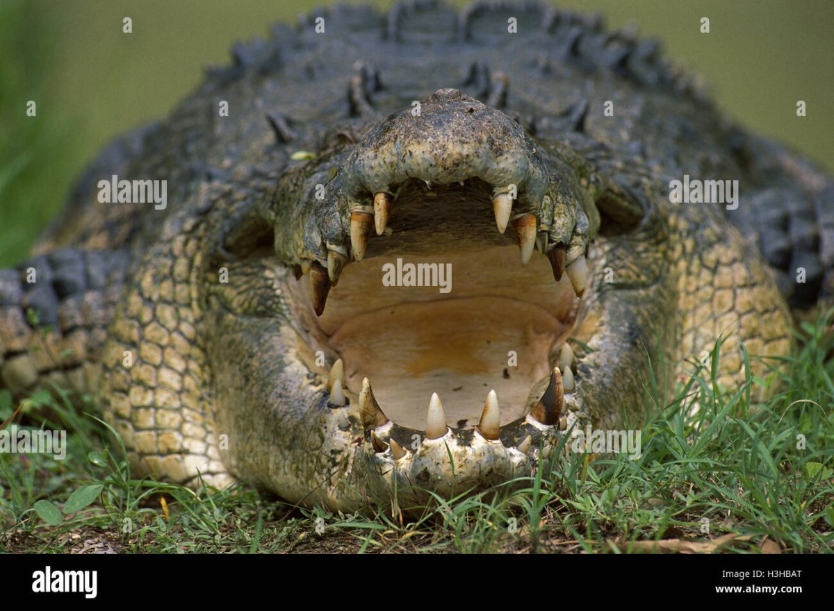 Крокодилы открывают рот