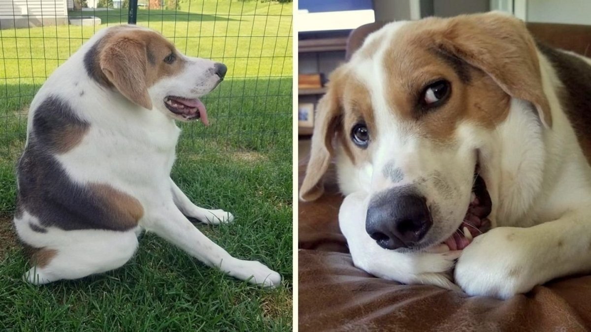 Волкособ гибрид волка