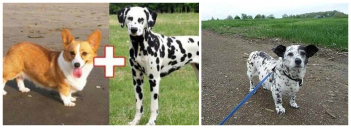 Скрещивание собак разных пород