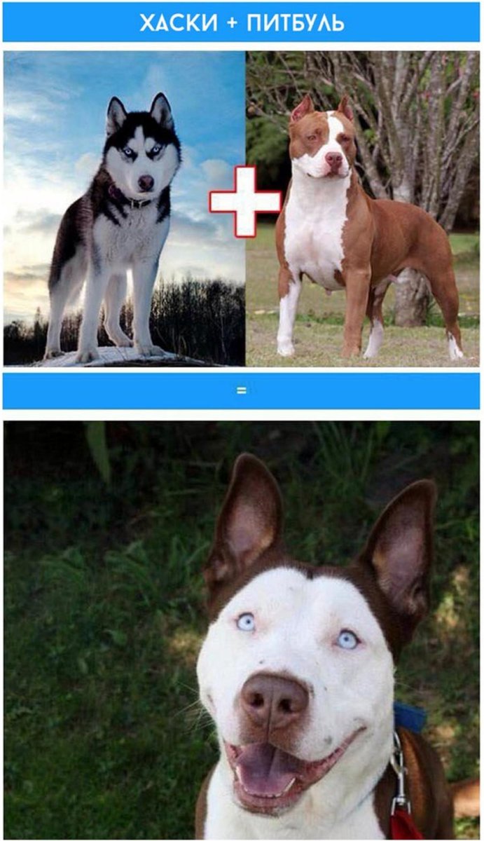 Корги и хаски