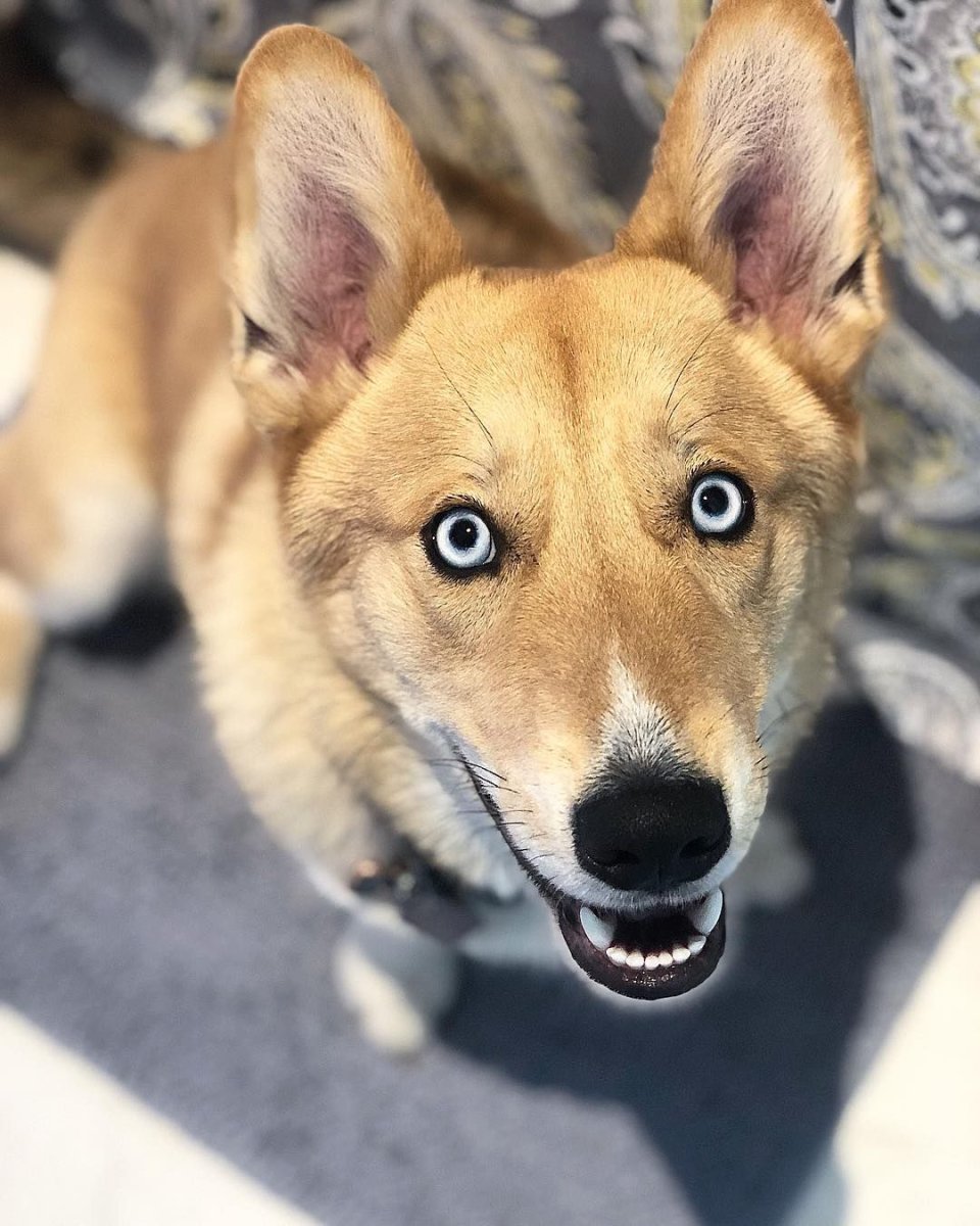 Смесь хаски и шпица