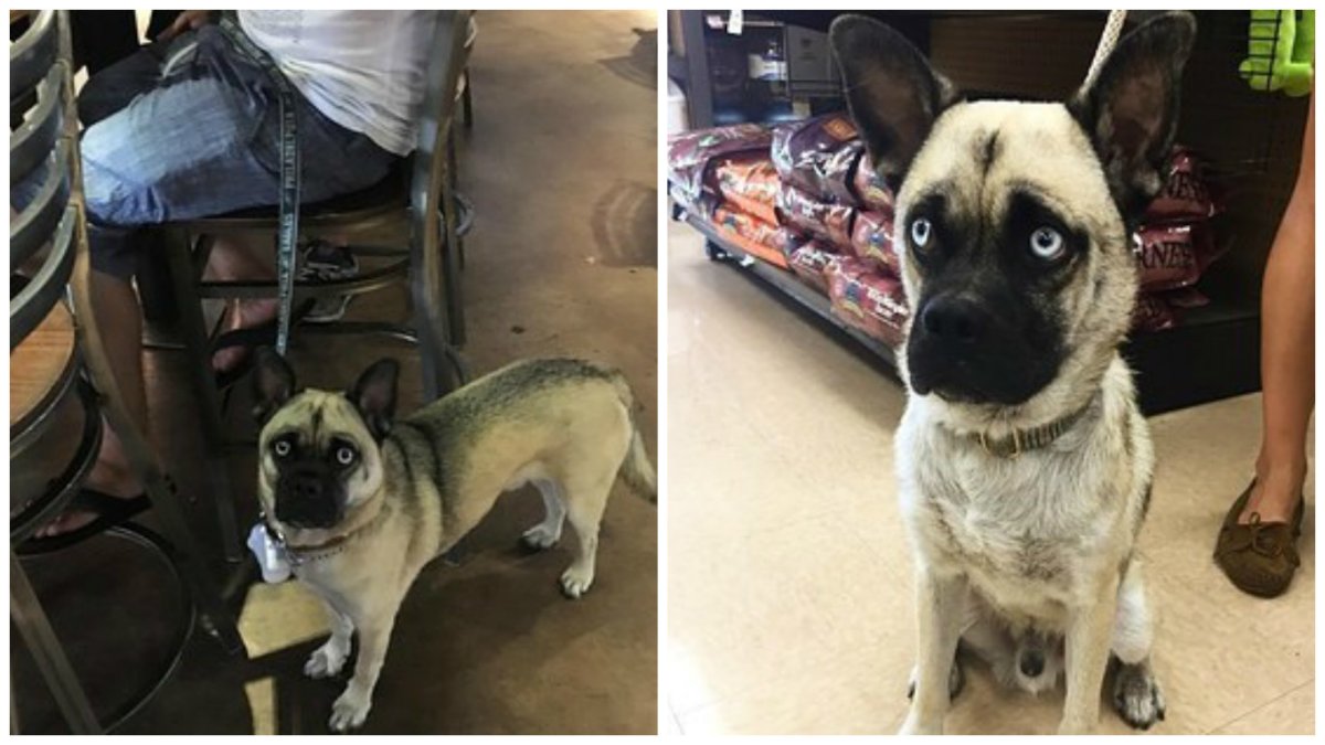 Кот скрещенный с собакой