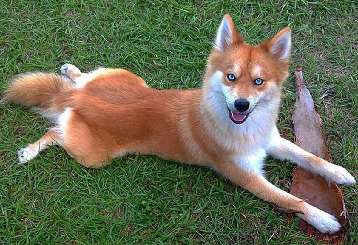 Хубрид Энималс