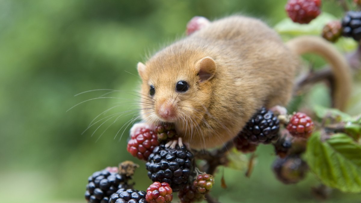 Орешниковая Соня