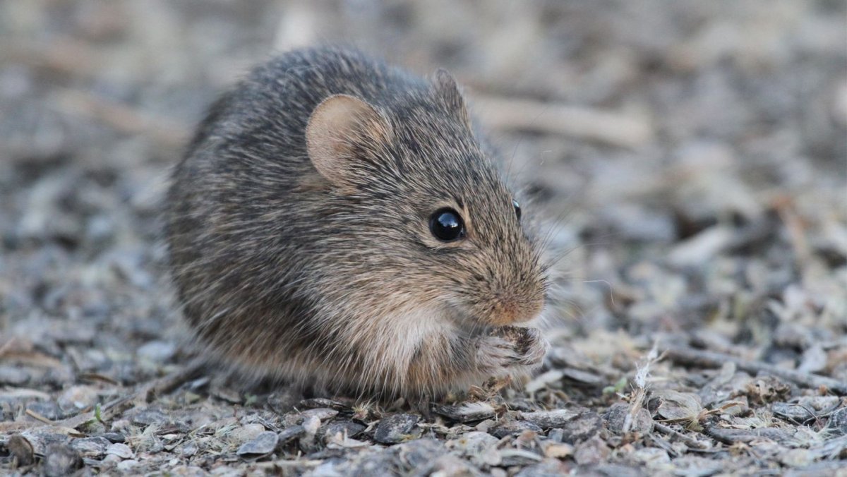 Большеухая лемминговидная полевка