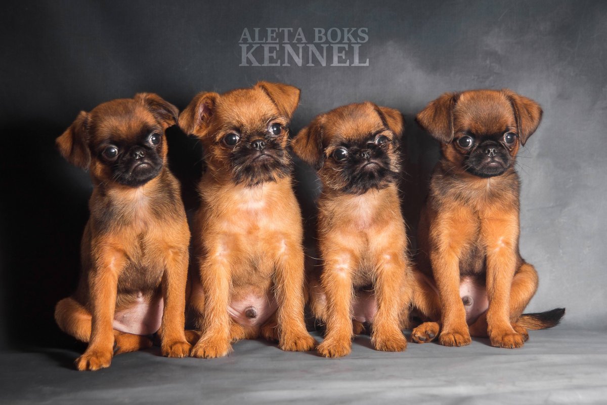 Брюссельский гриффон страшненький