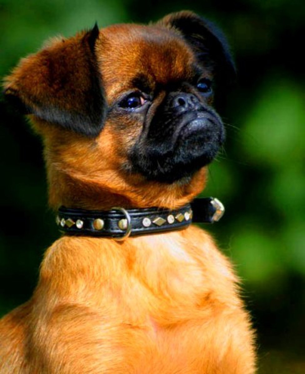 Брюссельский гриффон Пти брабансон