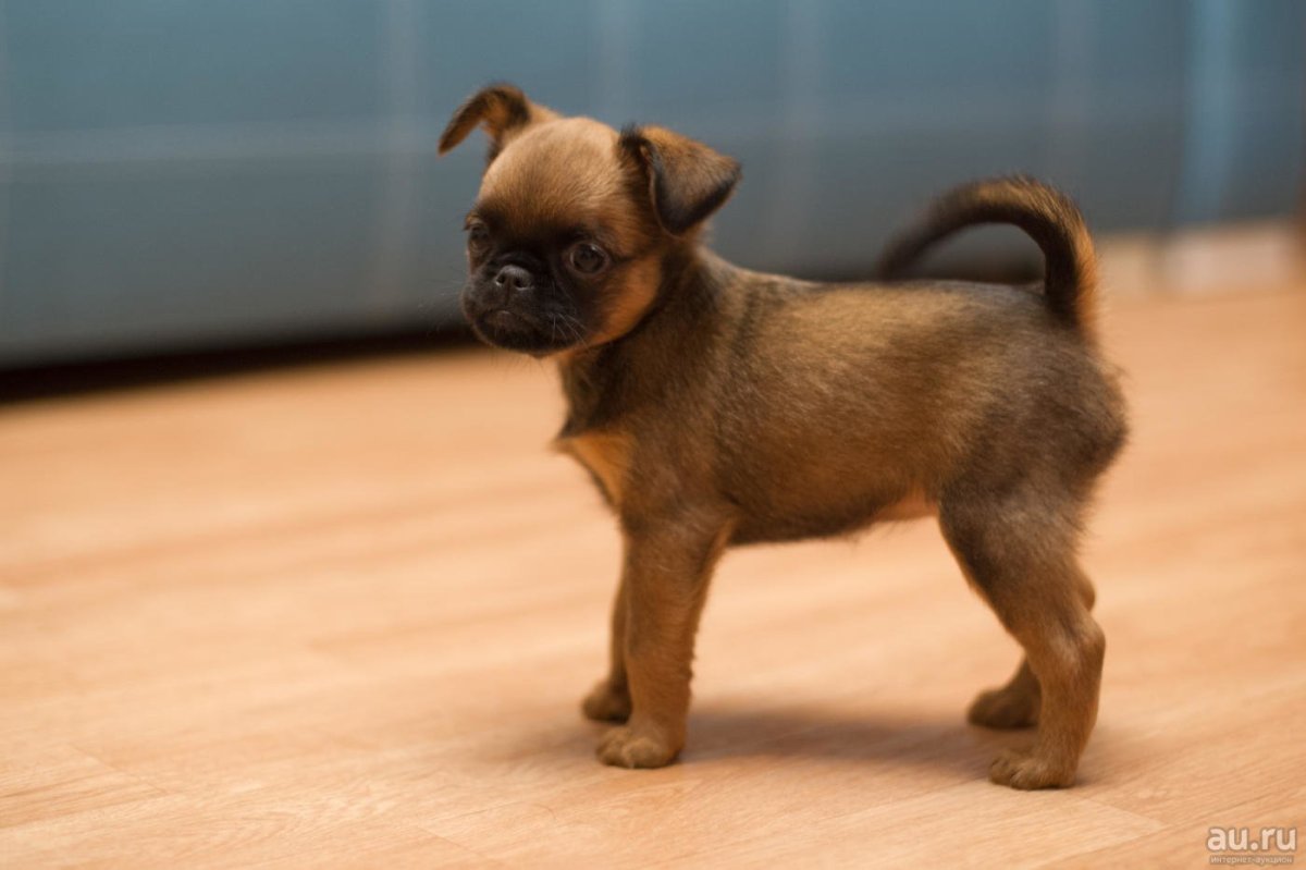 Пти брабансон / petit Brabançon (82) м