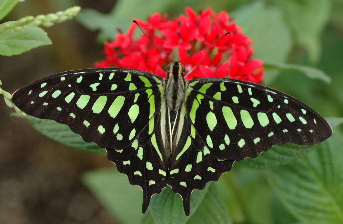 Тропические бабочки