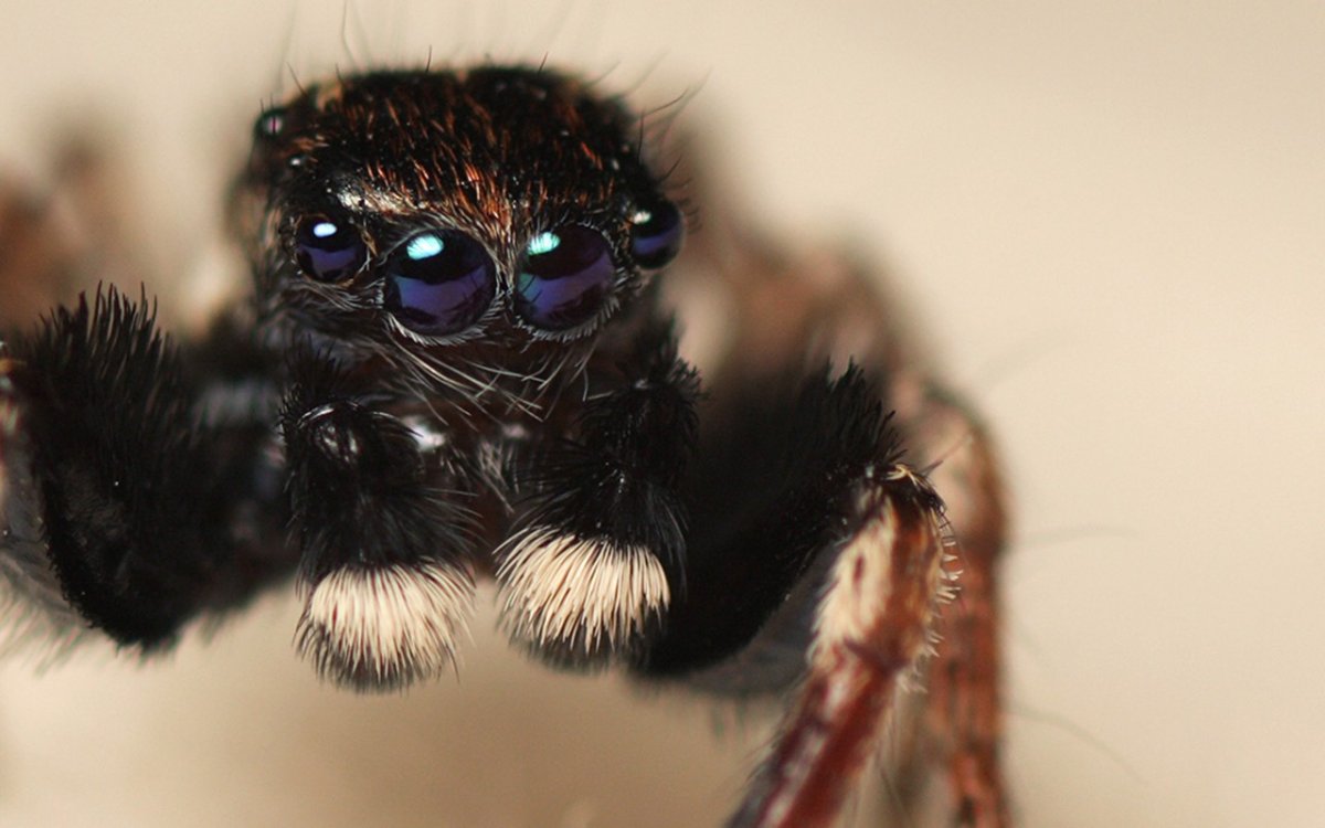 Глазки паука