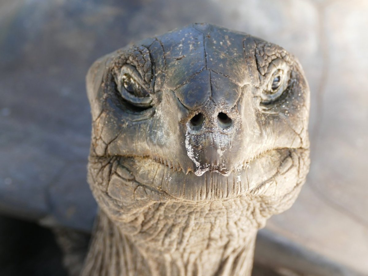 Прикольная черепаха