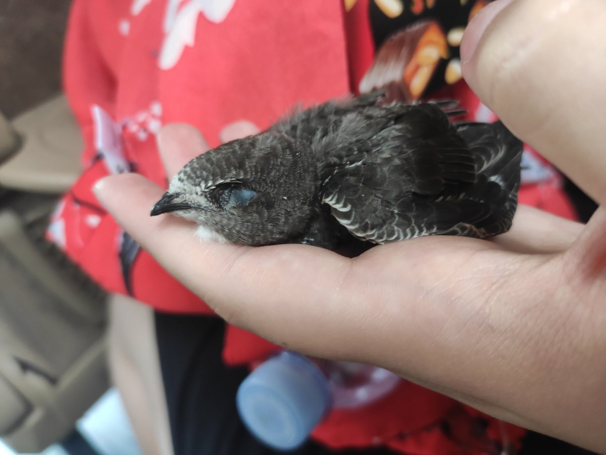 Птенец белобрюхого стрижа