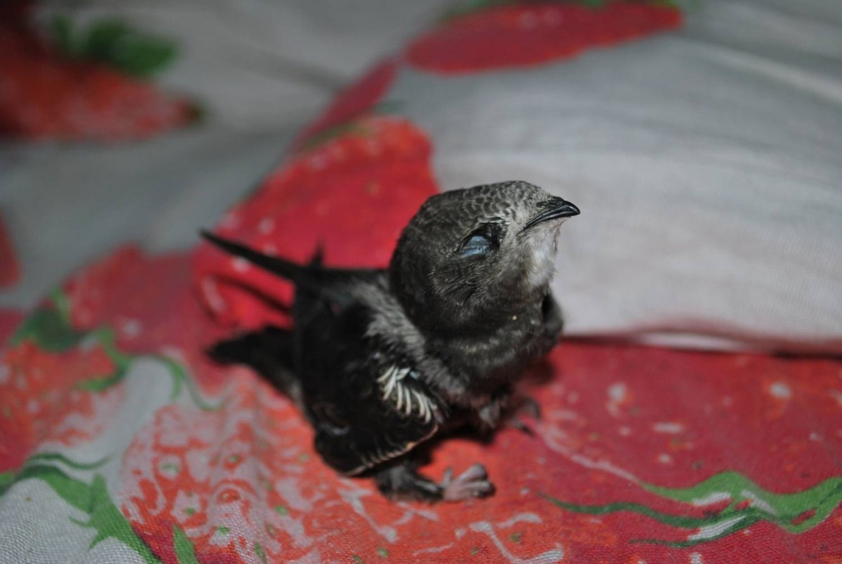 Слеток стрижа