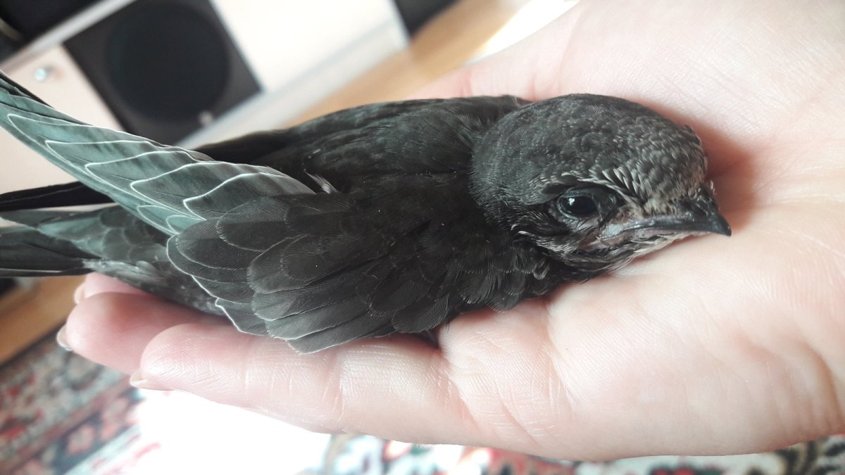 Стрижонок птенец