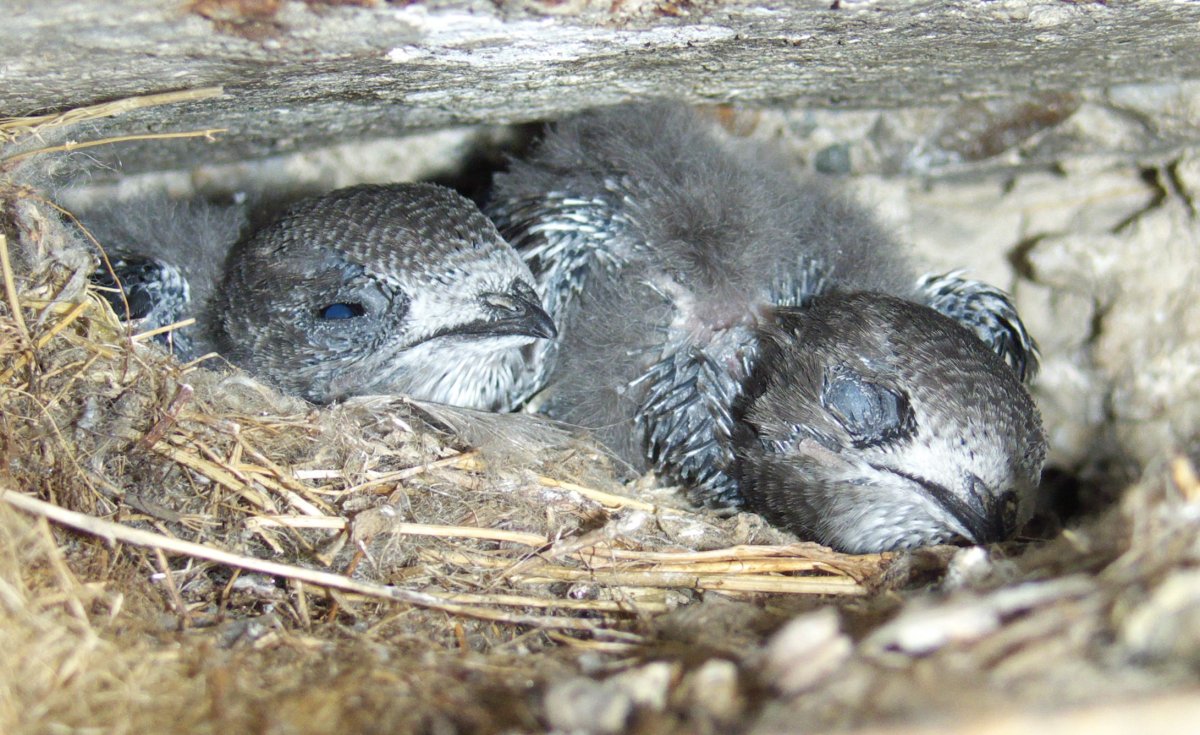 Мохноногий Стриж птенец