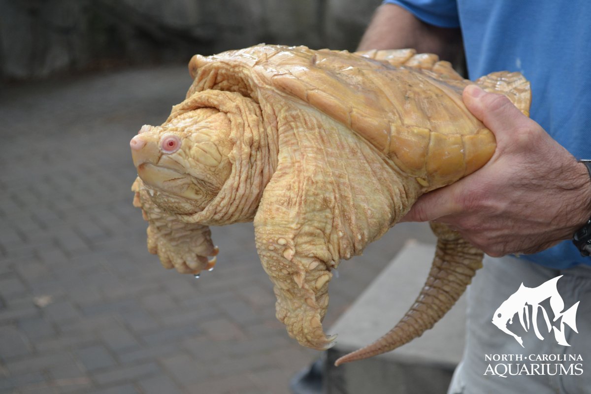 Грифовая черепаха альбинос