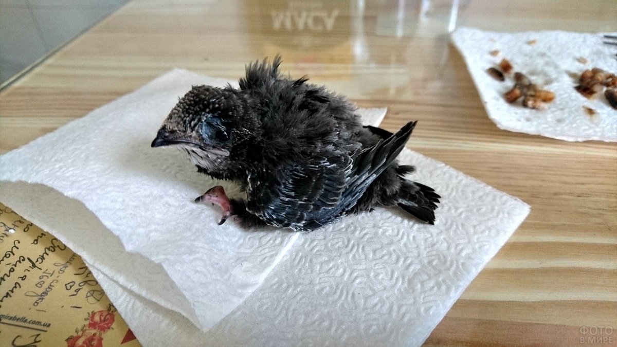 Птенец стрижа по возрасту