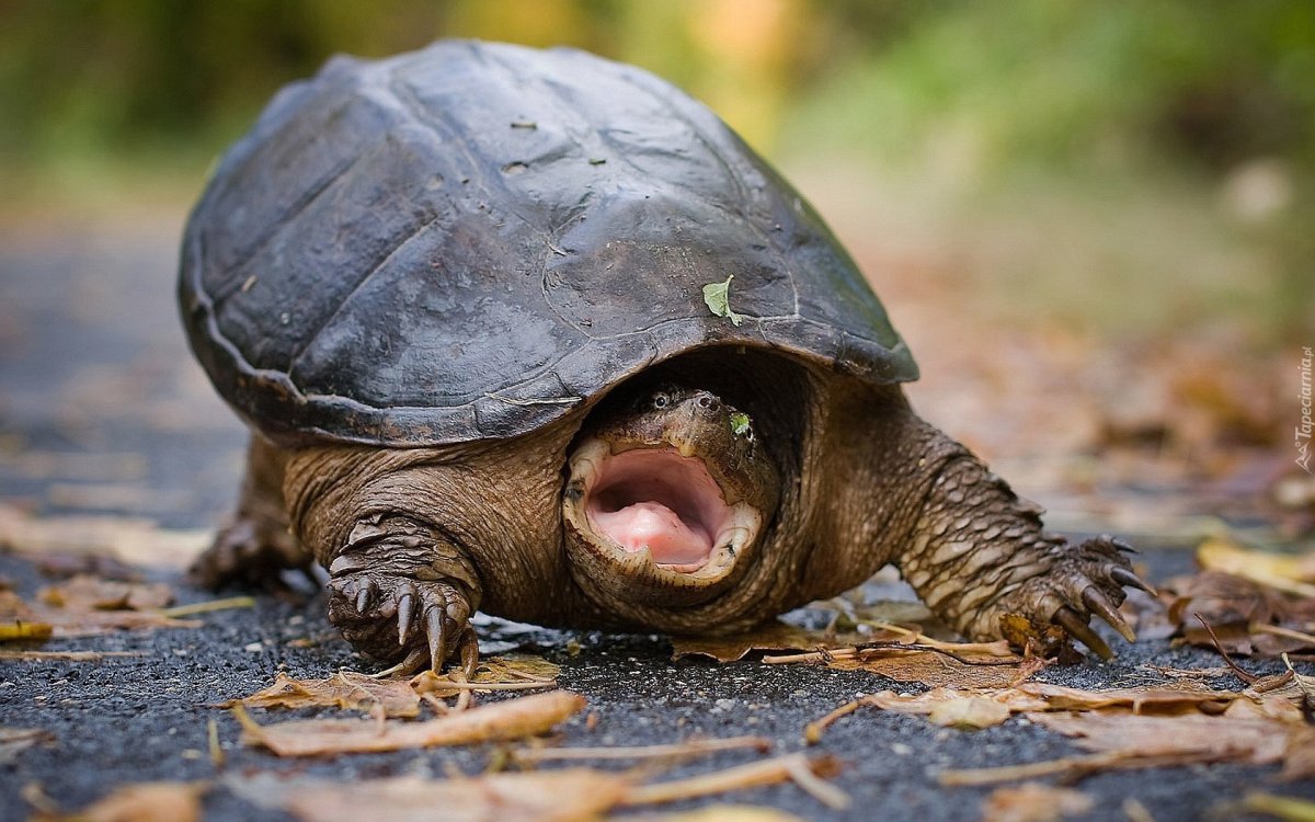 Страшные Черепашки