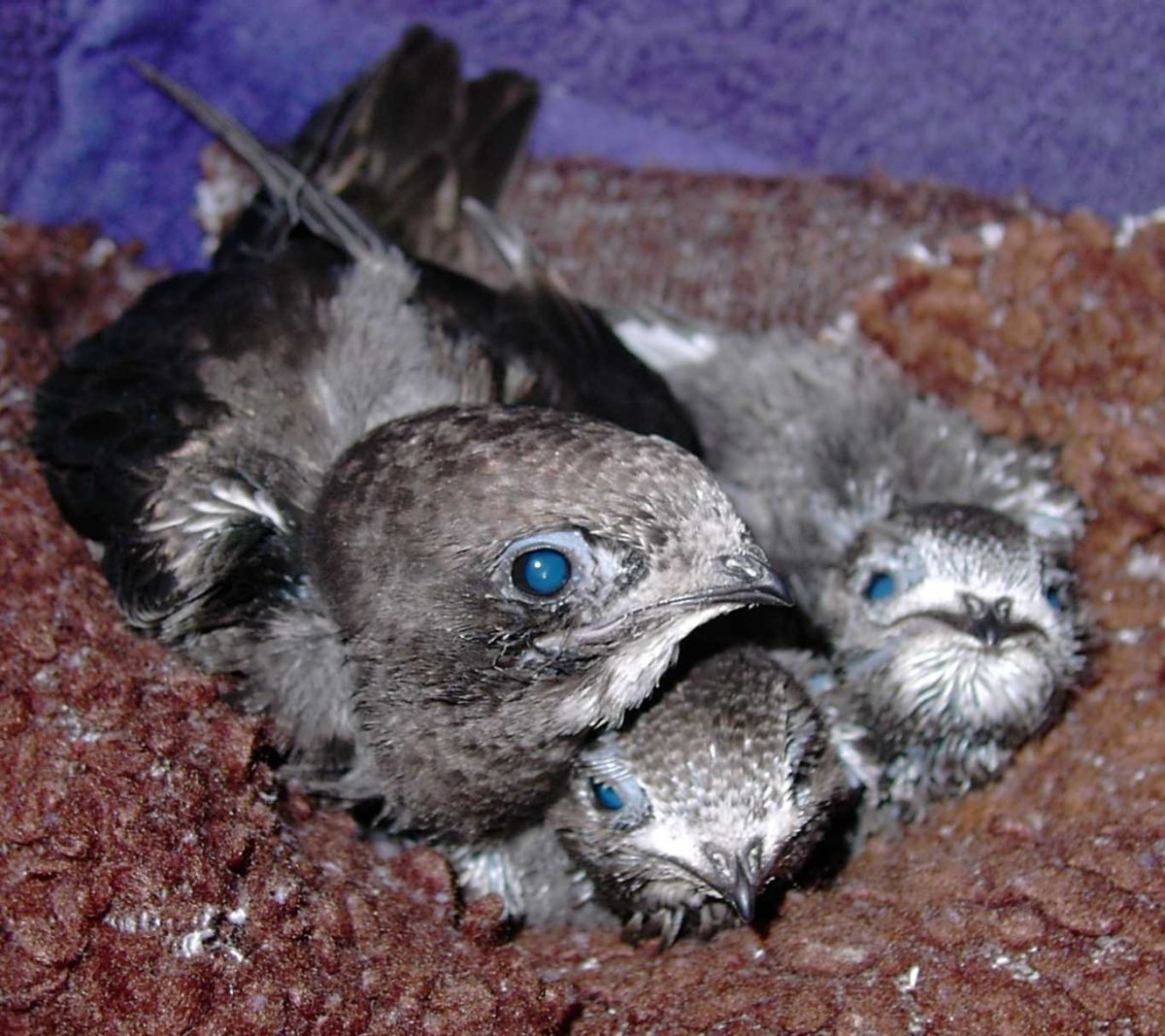 Птенец стрижа