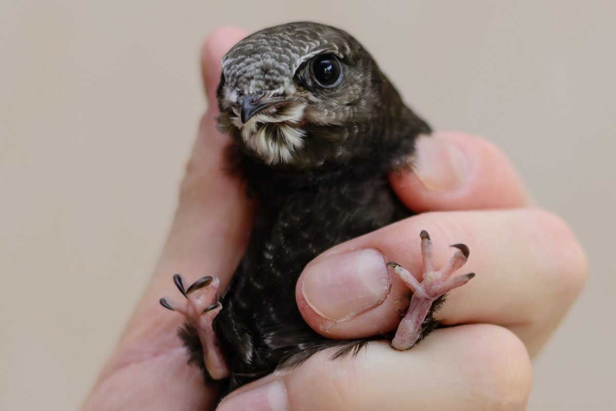 Стриж птица птенец