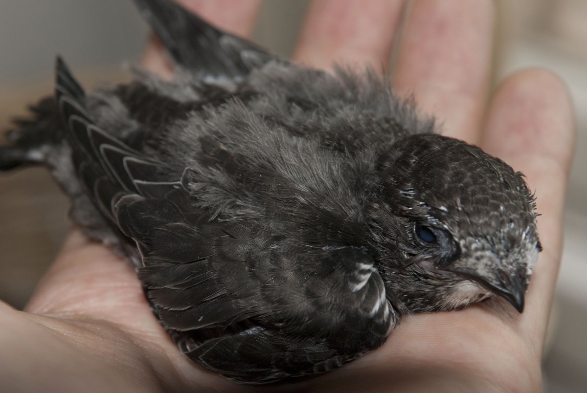 Стриж птица птенец