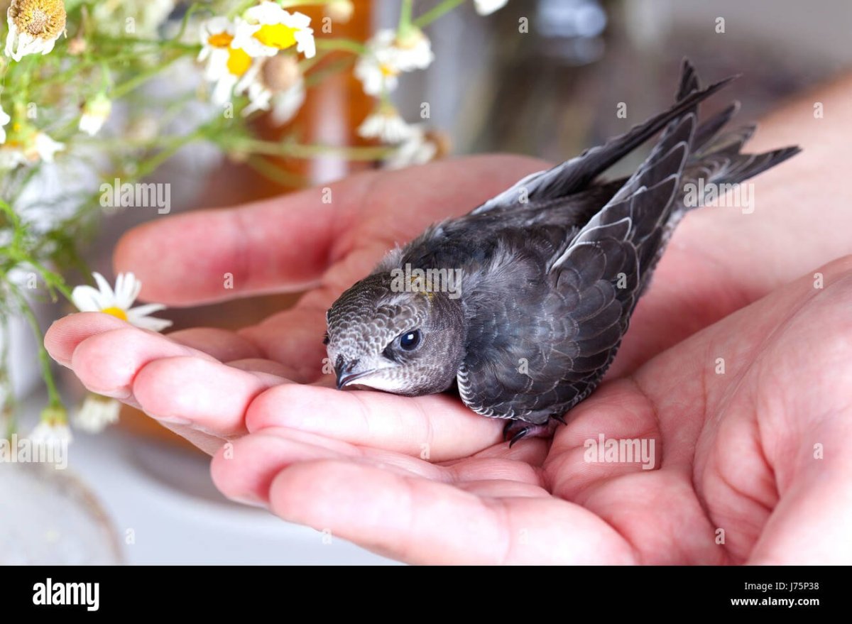 Стриж милый