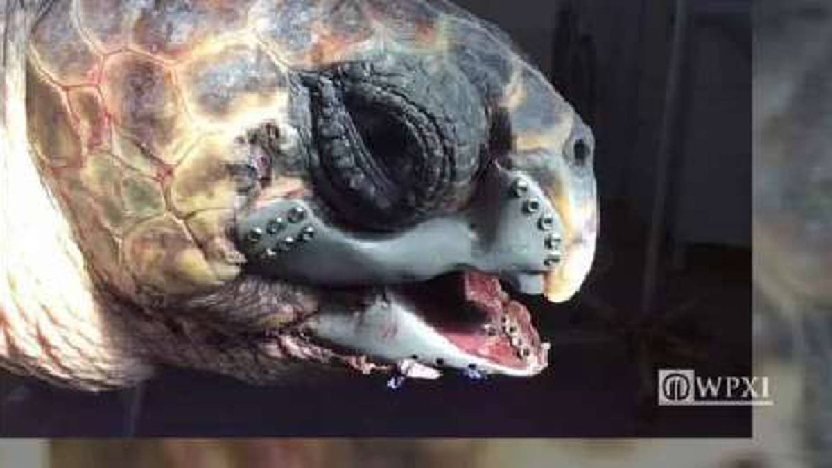 Грифовая черепаха укус