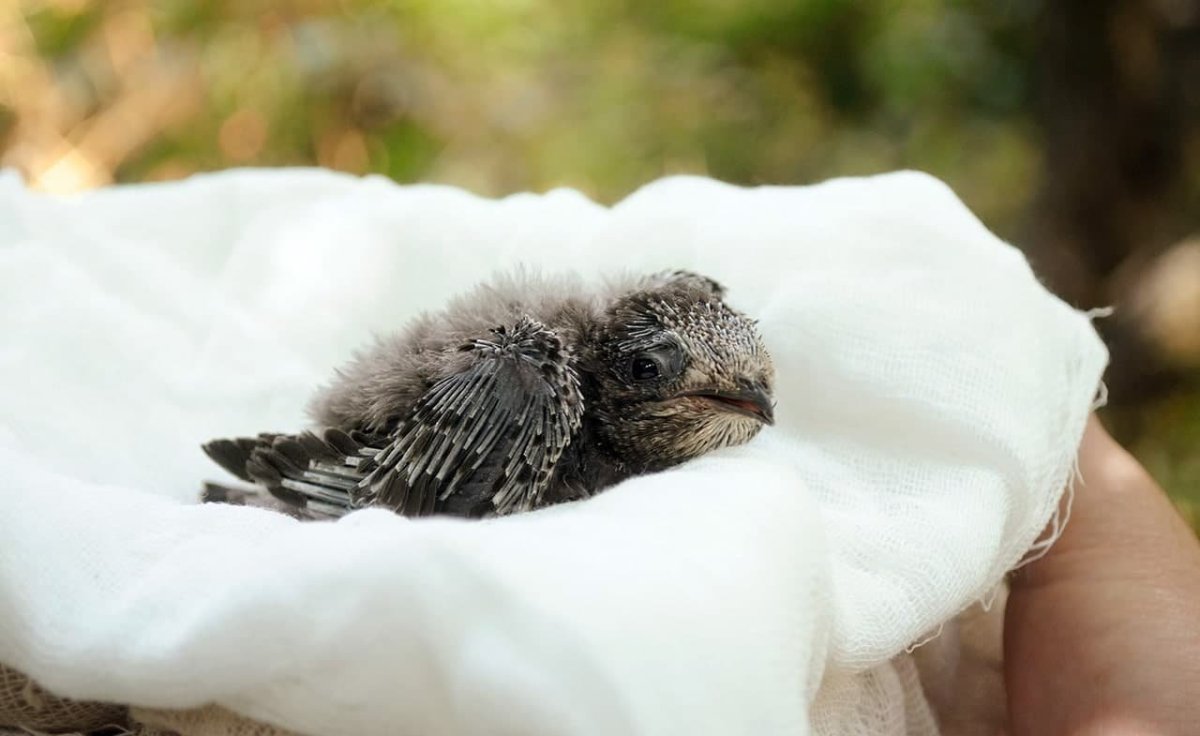 Птенец стрижа