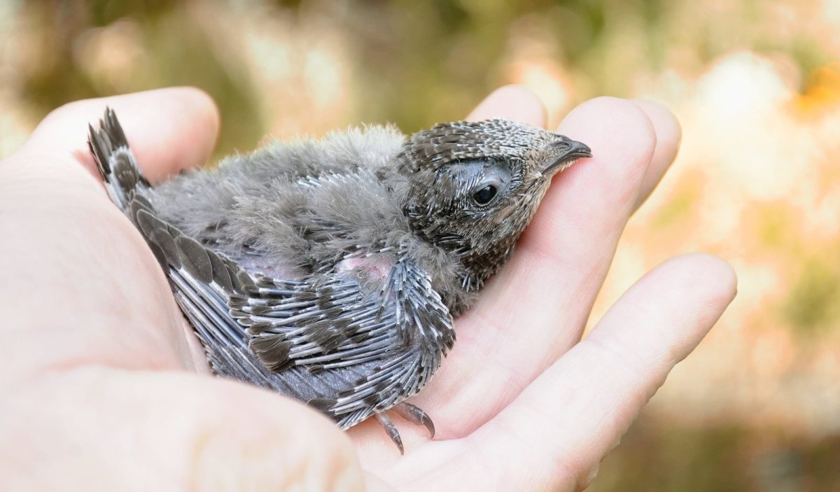 Стриж птица птенец