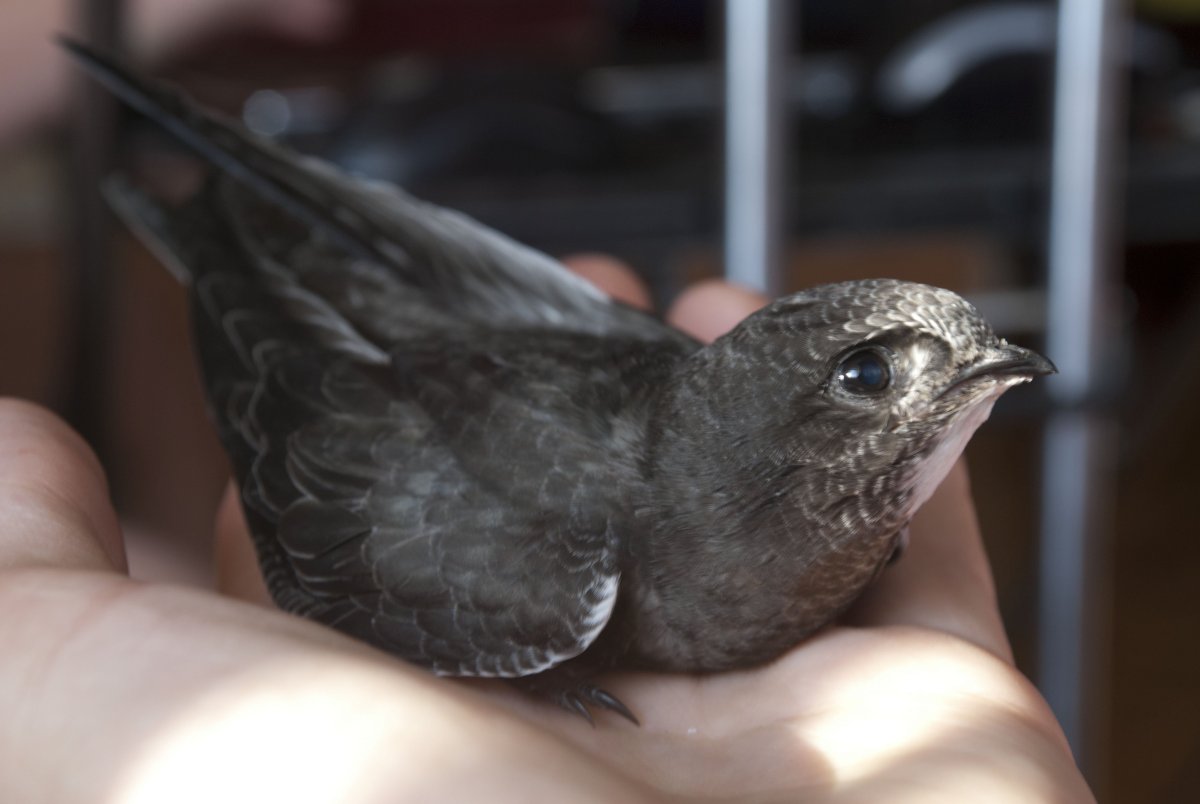 Стриж птенец желторотик