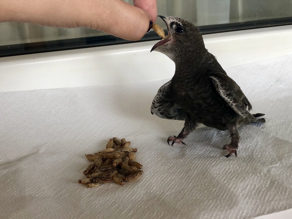 Стриж домашний