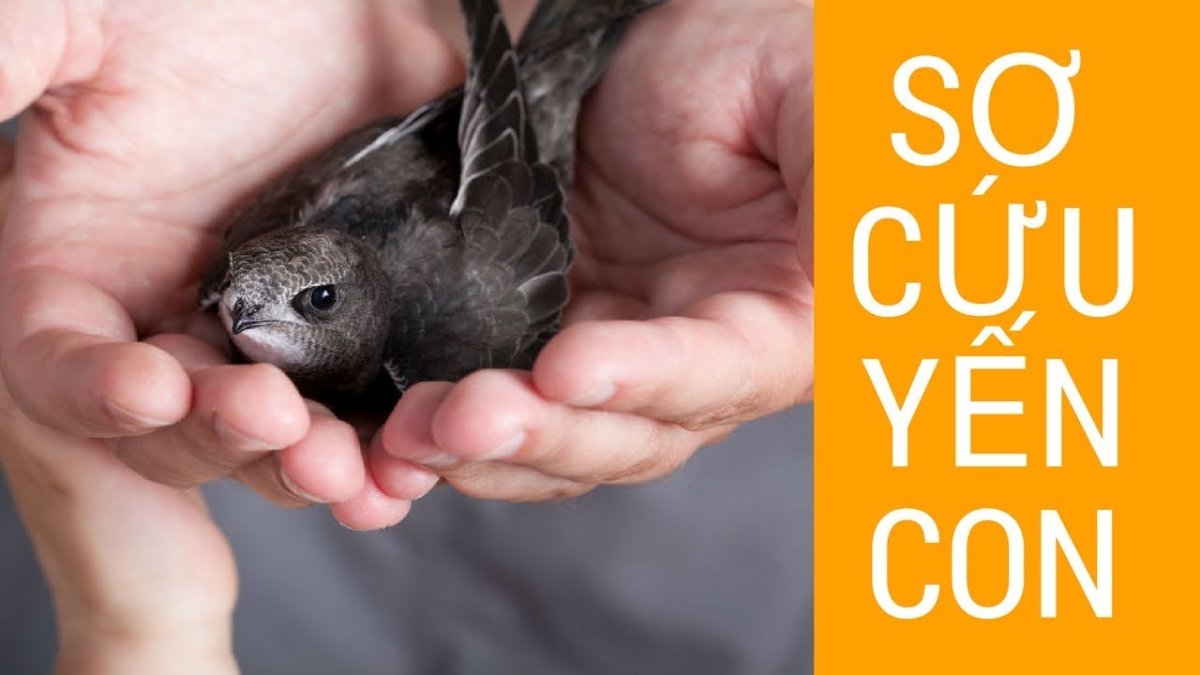 Птенец в руках