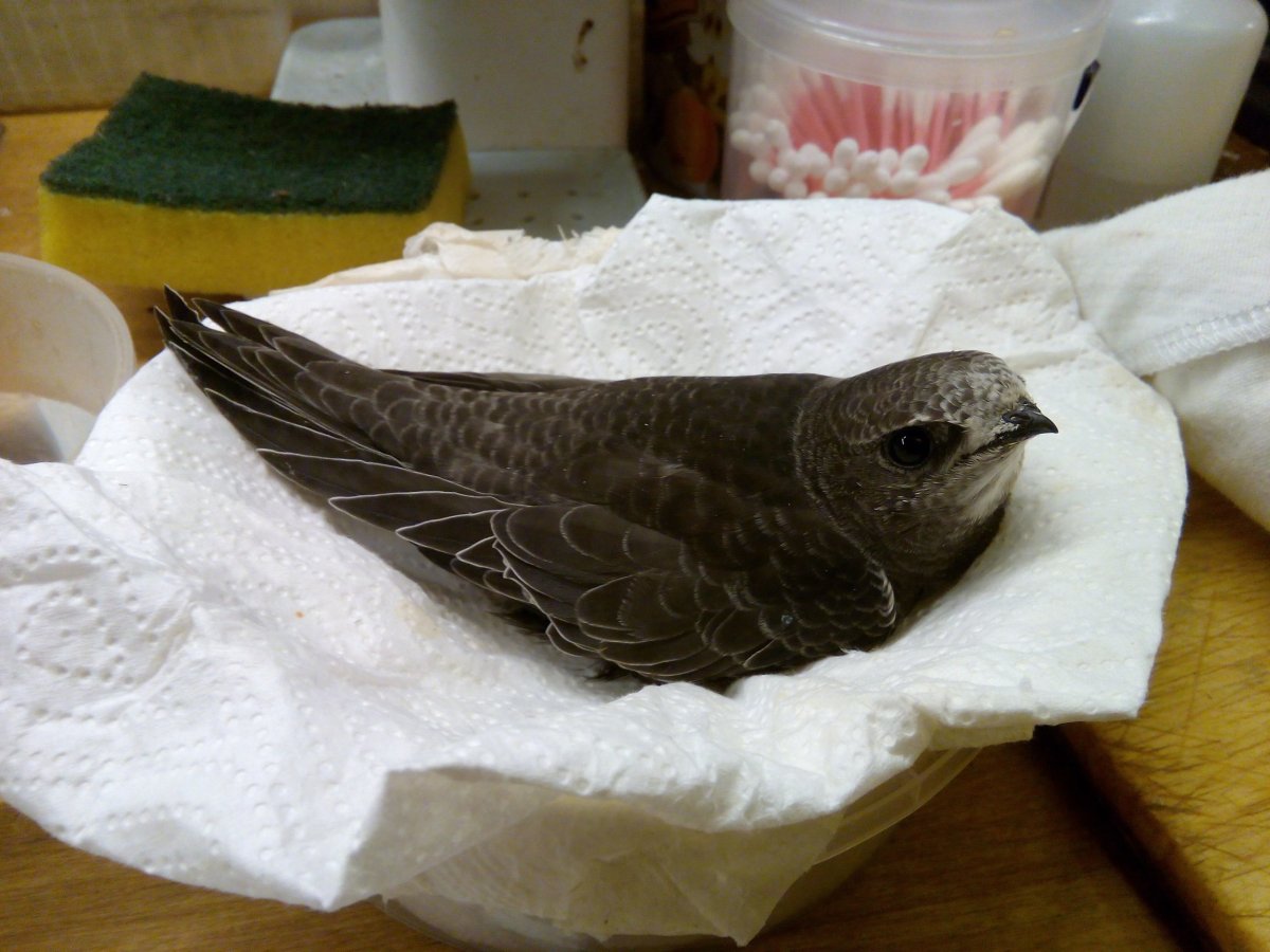 Стриж у стрижатника