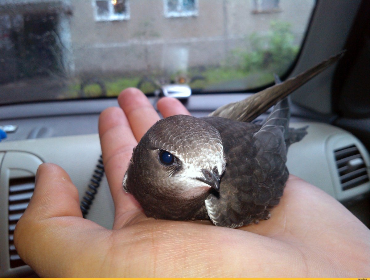 Птенец белобрюхого стрижа