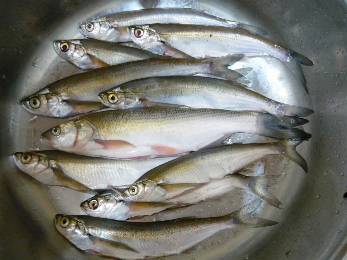 Донская рыба чехонь